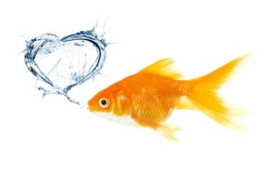 Gold fish have short attention spans